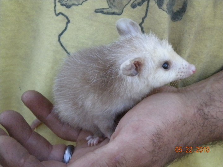 Opossum removed by Suburban Wildlife Control